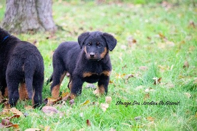 CHIOT collier bleu ciel