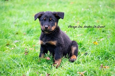 CHIOT collier violet 