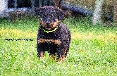 CHIOT Collier jaune