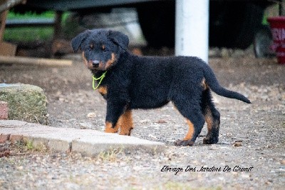 CHIOT Collier jaune