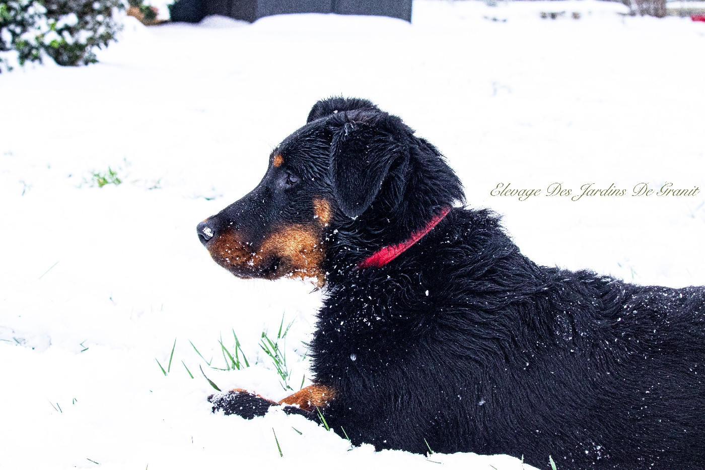 Addicted to you des Jardins de Granit