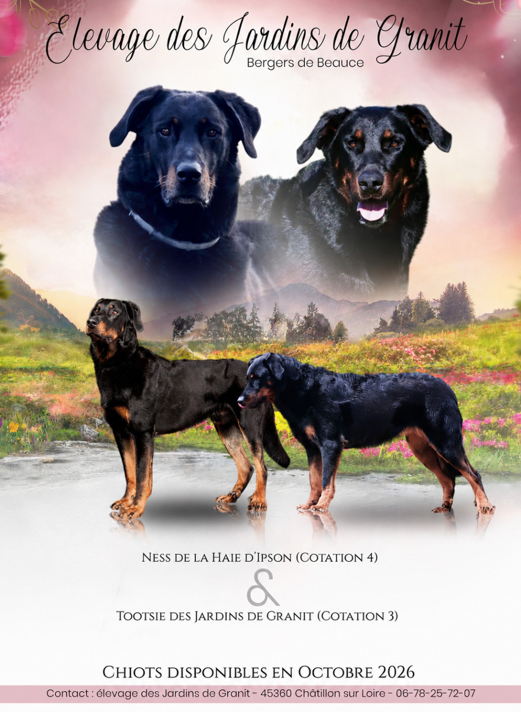 Chiot Berger de Beauce des Jardins de Granit