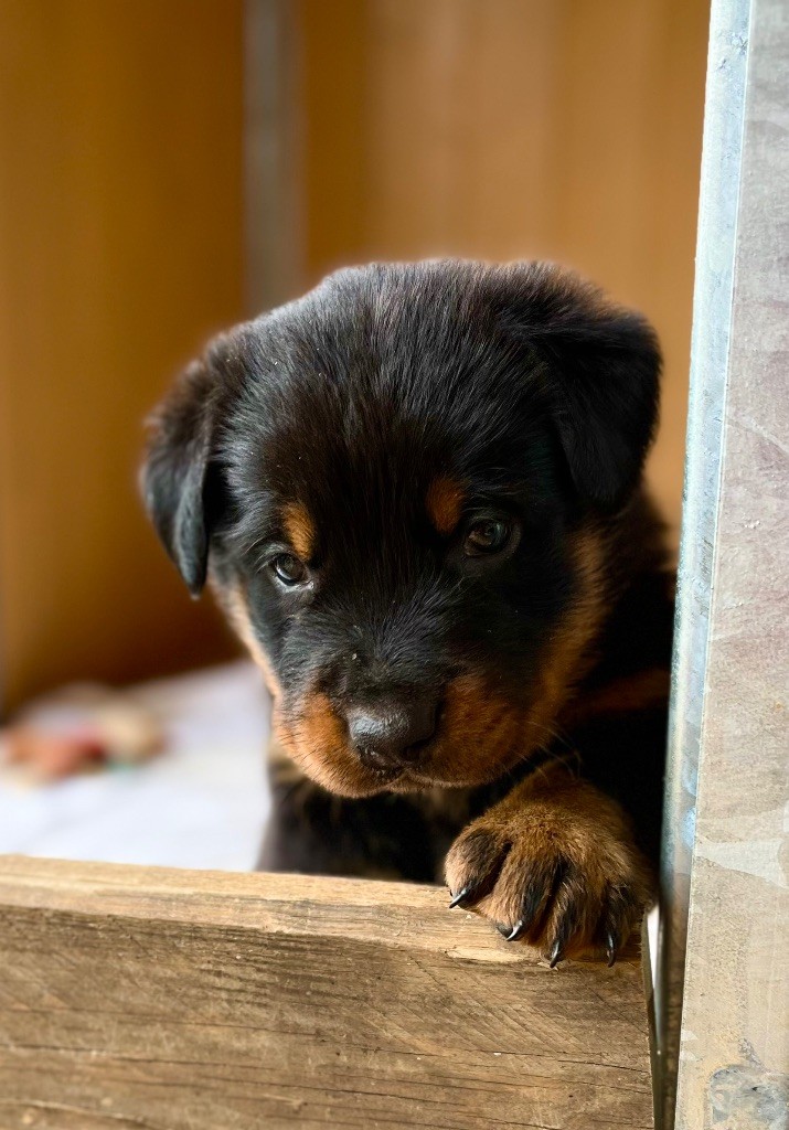 des Jardins de Granit - Chiots disponibles - Berger de Beauce